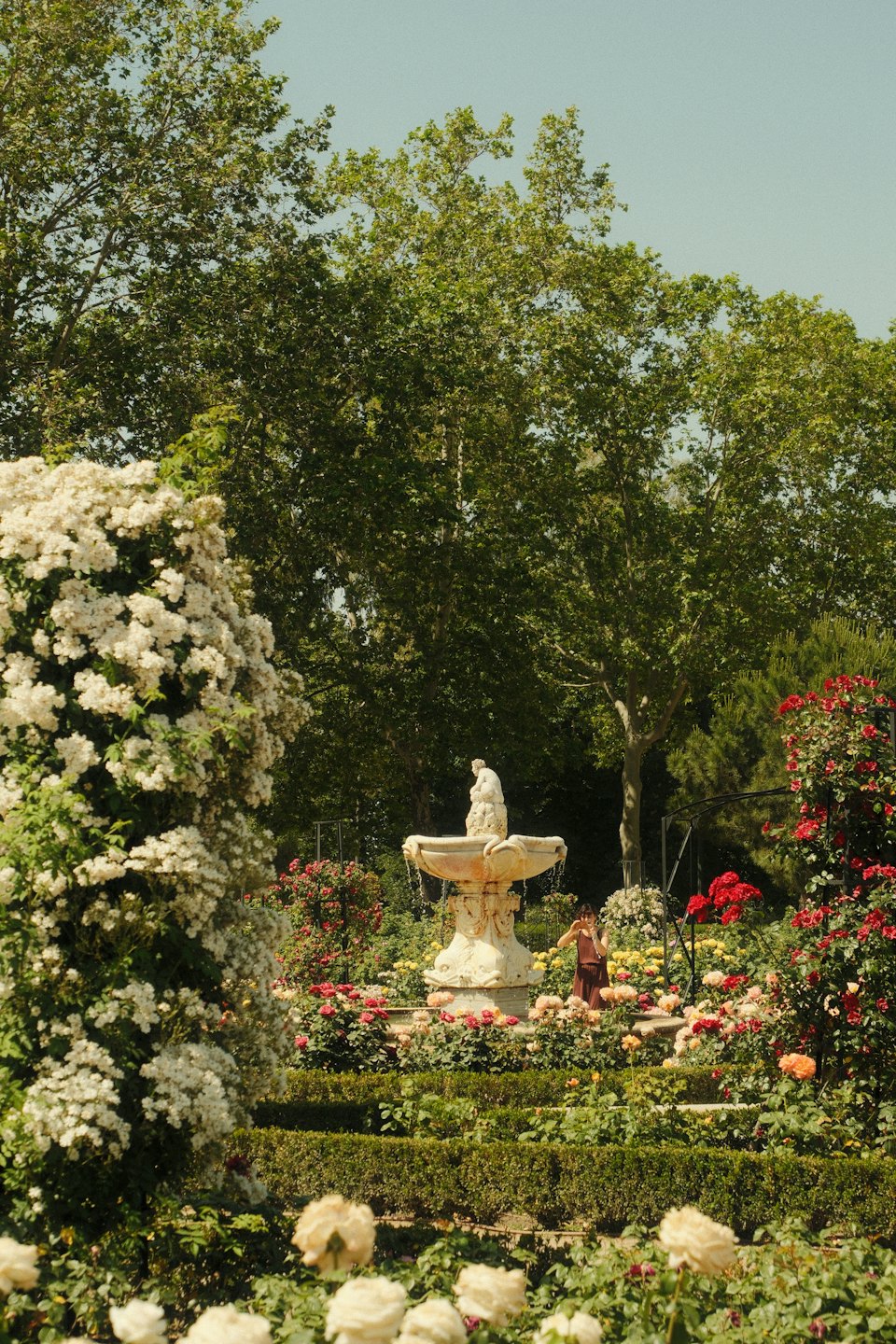 A stone fountain stands amidst colorful blooming rose bushes.
