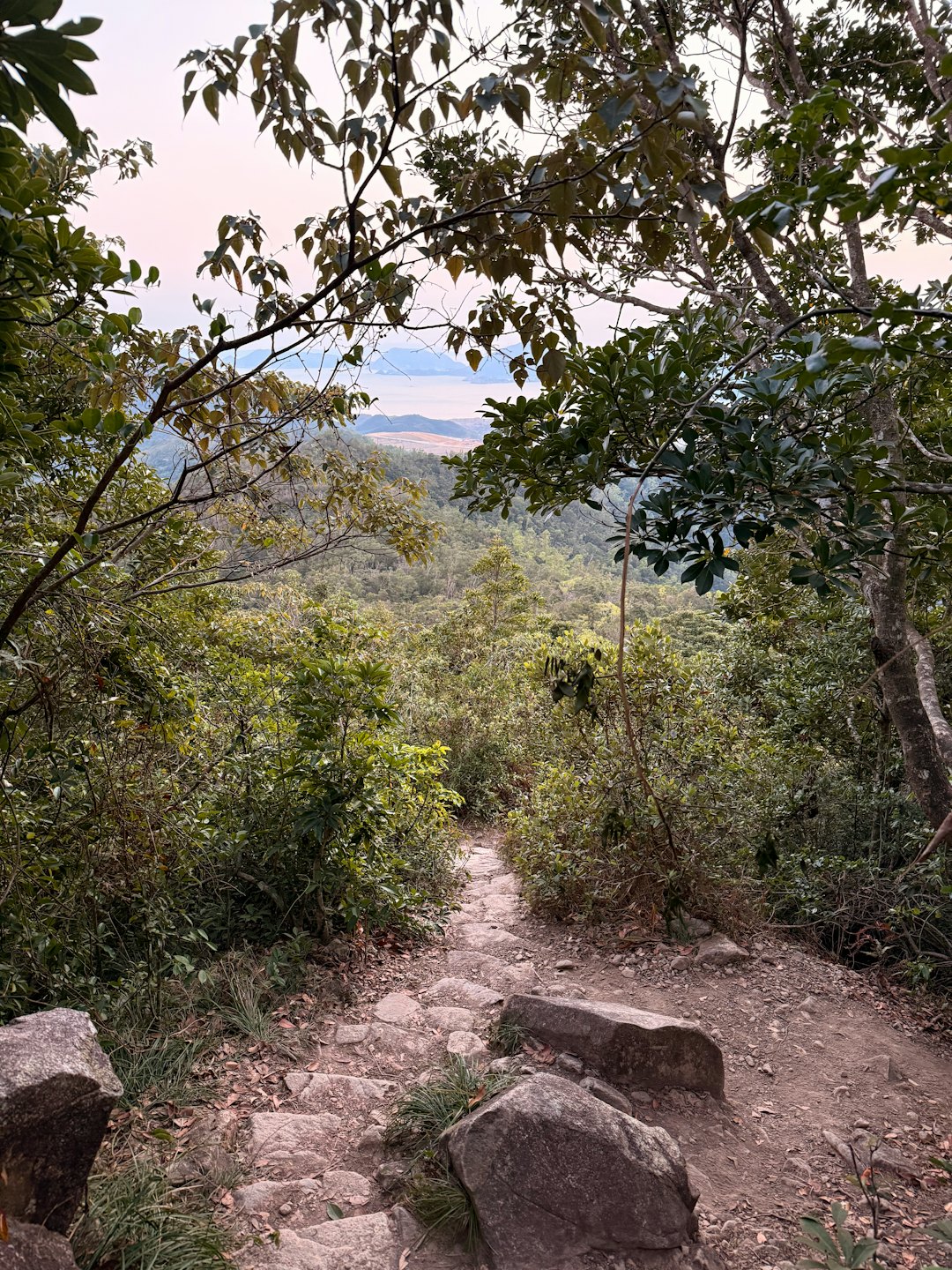 A winding stone path leads downhill through a lush forest.